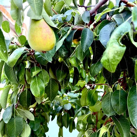 Con Giardino E Posto Auto Appartamento